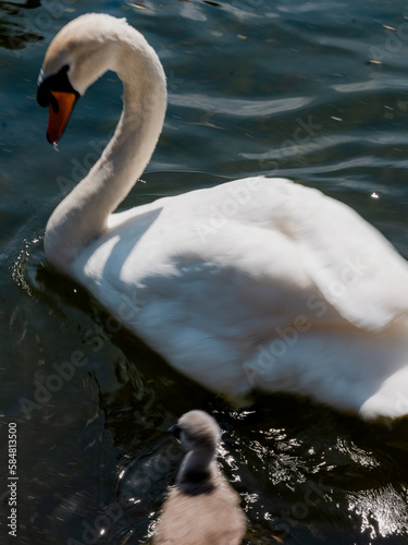 Two white swans swimming.  photo