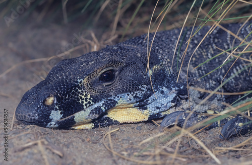 Billede på lærred Lace monitor