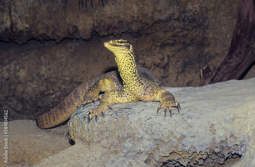 Bild auf Leinwand Sand goanna