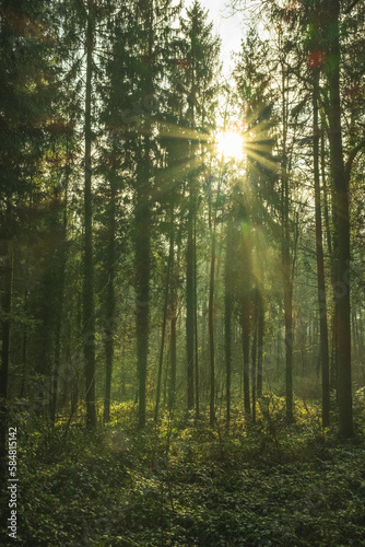 Unterwegs im Wald mit Sonne zwischen den ästen © Marc