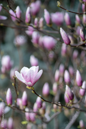 Blooming magnolia bush with pink flowers on branches in spring, soft focus. Blossom, floral background. Tender pink flowers in springtime. 