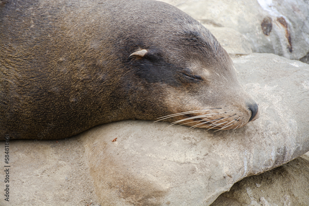 island sea lion