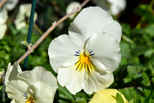 pansy