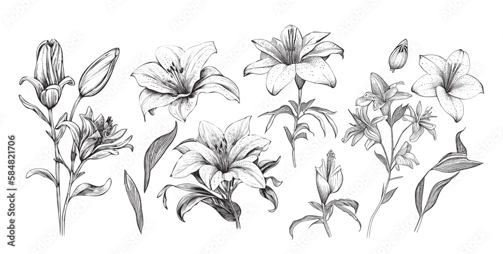 Set of lilies sketch hand drawn in doodle style illustration