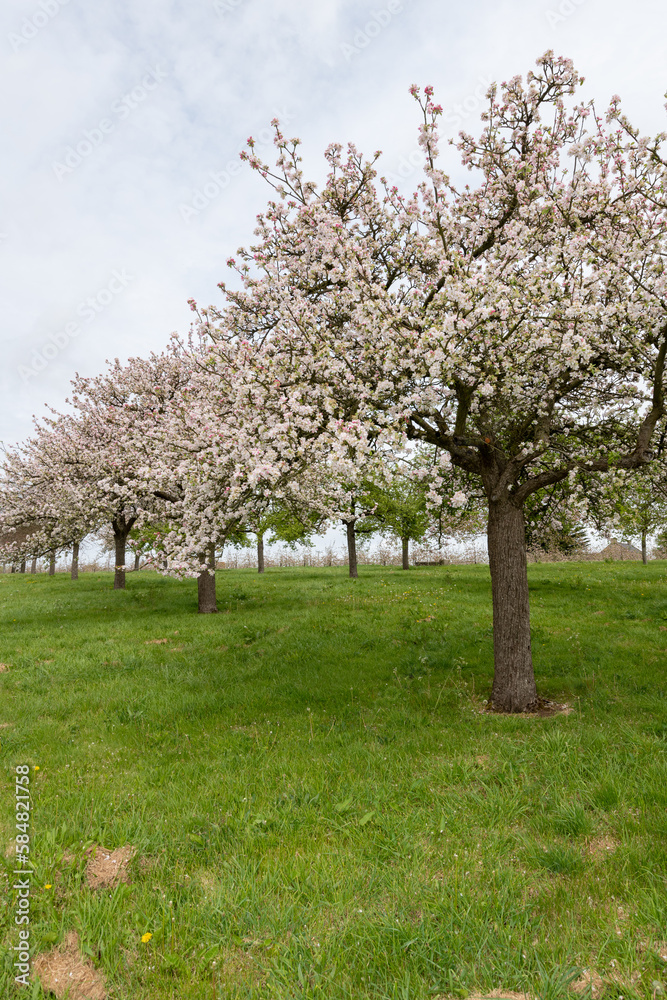 Apple blossom in an old fashioned cider orchard Apple blossom in an old fashioned cider orchard