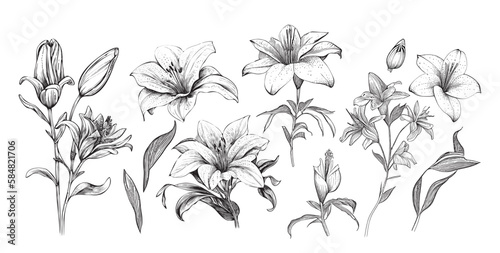 Set of lilies sketch hand drawn in doodle style illustration © BigJoy