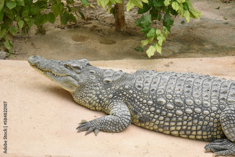 A crocodile basks on the sun. Nile crocodile closeup. Dangerous, fast and aggressive in nature, predator seems slow and lazy when lyes quietly, posing for photos in the Attica Zoo. Athens, Greece. A crocodile basks on the sun. Nile crocodile closeup. Dangerous, fast and aggressive in nature, predator seems slow and lazy when lyes quietly, posing for photos in the Attica Zoo. Athens, Greece.