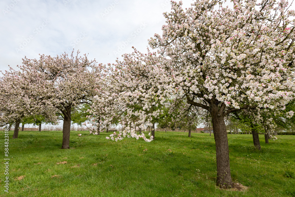 Apple blossom in an old fashioned cider orchard Apple blossom in an old fashioned cider orchard