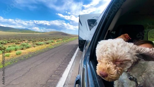 dog in car driving on the road
