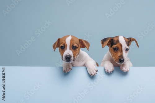 three jack russell puppies close-up, on an isolated blue background © st.kolesnikov