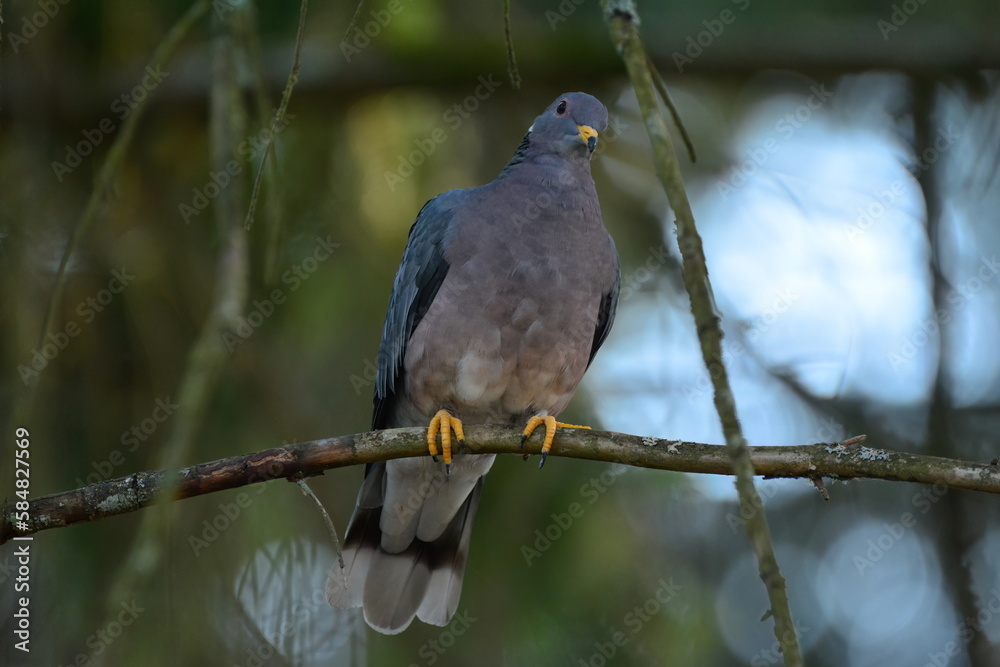 Band-tailed Pigeon in a tree Band-tailed Pigeon in a tree