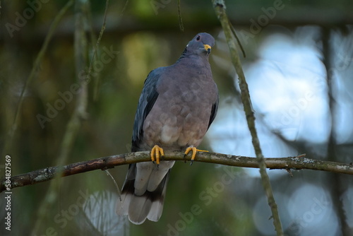 Band-tailed Pigeon in a tree
