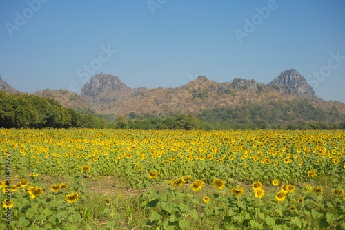 Sunflower field with mountain