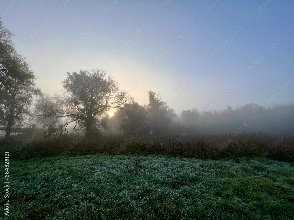 Autumn forest in sunrise