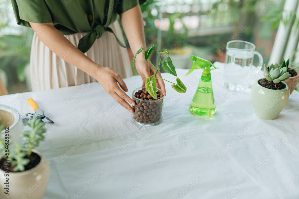 A young girl is engaged in flowers in a bright apartment. A young girl is engaged in flowers in a bright apartment.