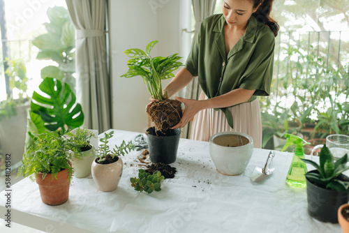 Woman replanting purchased houseplant in larger pot photo