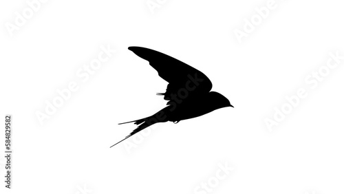 flying swallow, silhouette