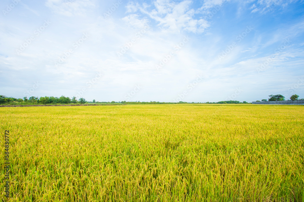 Fototapeta premium Yellow rice field with blue sky