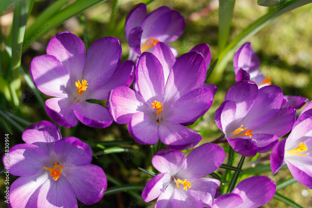 Lila Krokusse Lila Krokusse