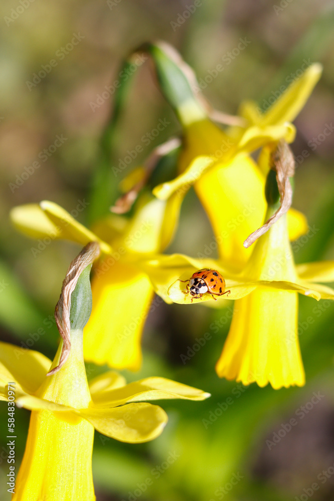Obraz premium Osterglocken