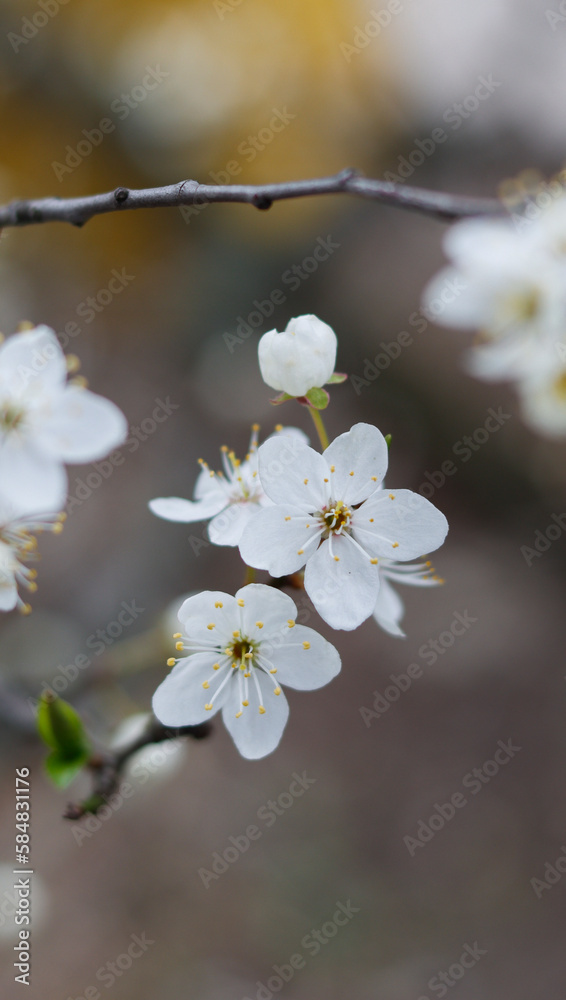 Weiße Kirschblüten im März