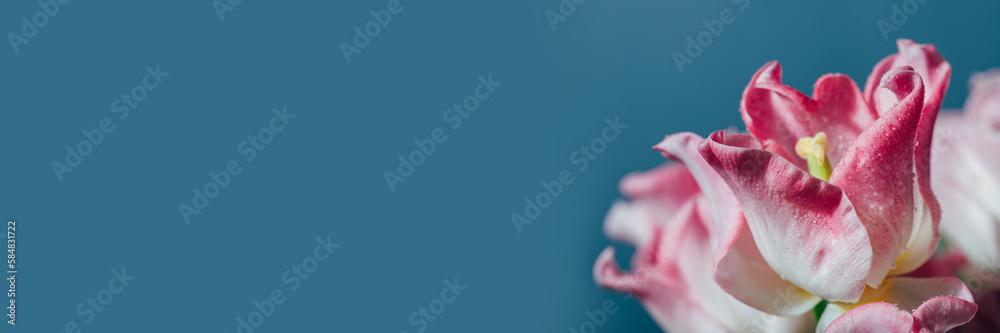 Beautiful Bunch of Pink Parrot Style Tulips in the Vase on blue background, spring holiday concept, art background, copy space, banner size Beautiful Bunch of Pink Parrot Style Tulips in the Vase on blue background, spring holiday concept, art background, copy space, banner size