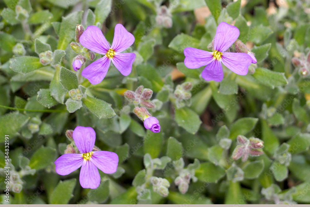 close small purple flowers of lesser periwinkle in spring top view. purple background with flowers close small purple flowers of lesser periwinkle in spring top view. purple background with flowers