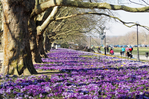 spring alley with crocus and .  park on a sunny April day.  old trees