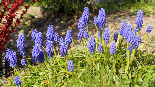 Wallpaper Mural the first spring muscari flowers in the garden on the background of green grass. blue bright flower buds. blue flowers Torontodigital.ca