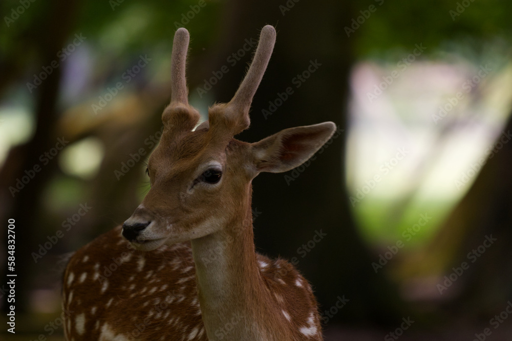 Fallow deer