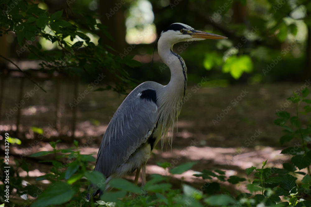Grey heron in the wild Grey heron in the wild