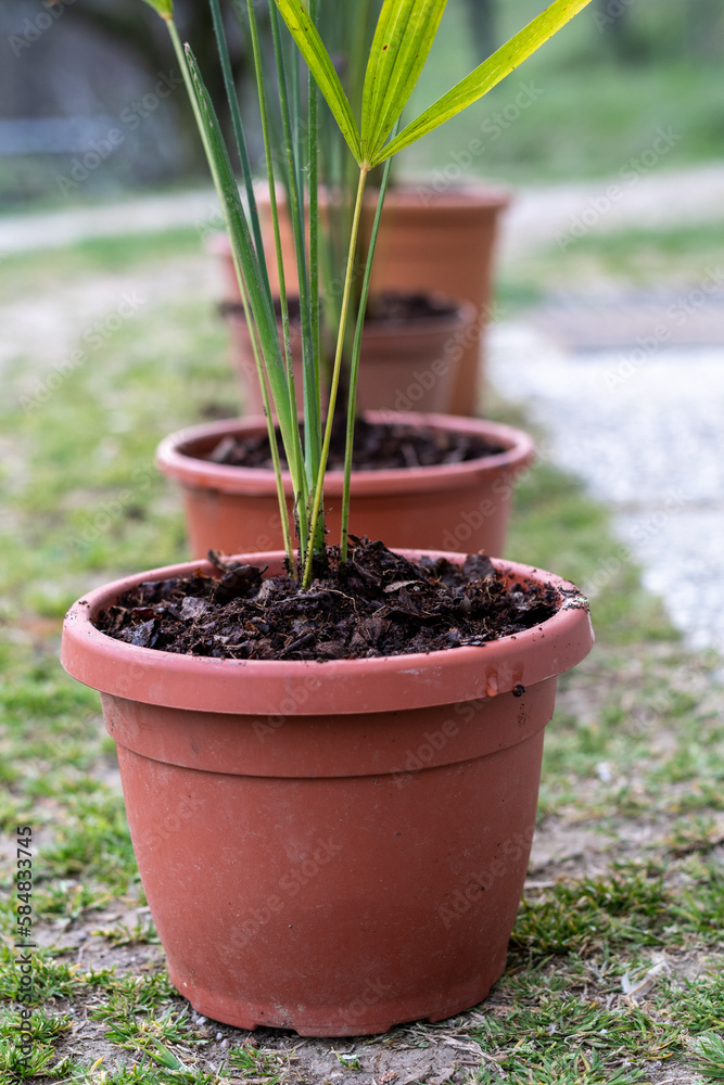Potted palm trees placed in the garden. Newly transplanted palm trees in pots. Spring jobs.
Potted palm trees placed in the garden. Newly transplanted palm trees in pots. Spring jobs.