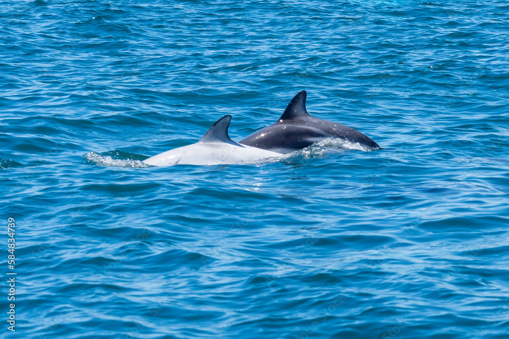 Fototapeta premium A white dolphin and a Dusky dolphin (Lagenorhynchus obscurus) surfacing together in the blue water, Valdes Peninsula, Argentina.