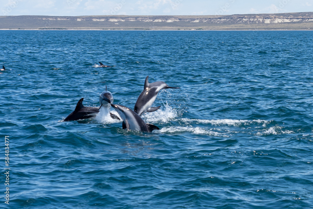 Obraz premium Dusky dolphins (Lagenorhynchus obscurus) surfacing in the blue water, Valdes Peninsula, Argentina. The dusky dolphin is a dolphin found in coastal waters in the Southern Hemisphere.
