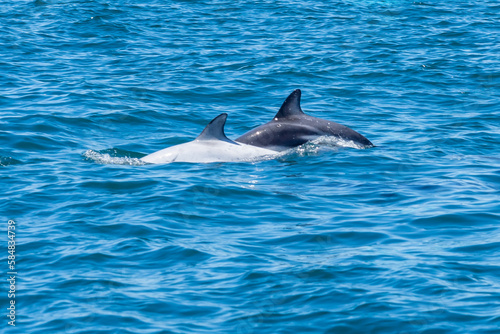 A white dolphin and a Dusky dolphin  Lagenorhynchus obscurus  surfacing together in the blue water  Valdes Peninsula  Argentina.