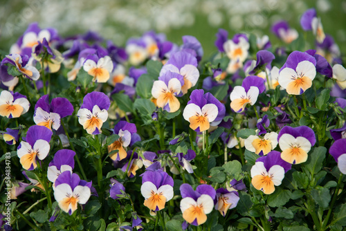 Flower carpet of purple-yellow pansies in a flower bed spring flowers background