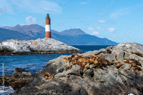 South American Sea lions resting on rock at Beagle Channel with Les Eclaireurs Lighthouse in the background, Tierra del Fuego, Argentina. It is a popular tourist attraction near Ushuaia.  photo