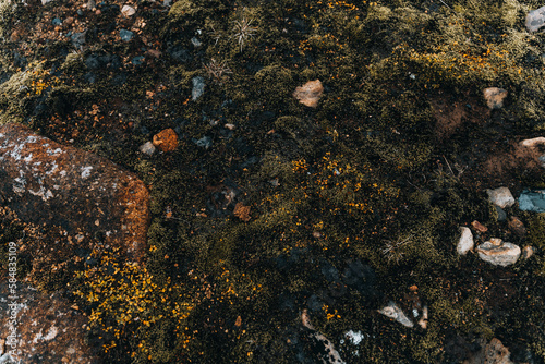 surface of green rural moss. Natural background photo