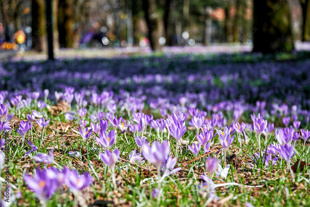 Fresh spring field with purple crocus flowers in the public city park. Seasonal plants and herbs backgrounds