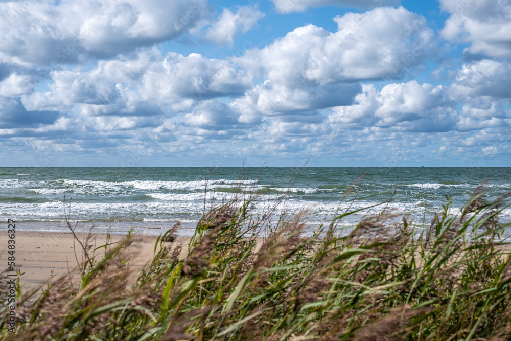 Willow greets the beach and the sea. Beach, sea and sky with white fluffy clouds in the background Willow greets the beach and the sea. Beach, sea and sky with white fluffy clouds in the background