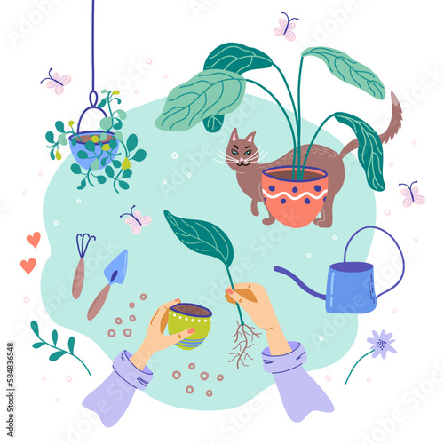 Vector illustration of flowers replanting, top view. Houseplant nursery and care concept.  Woman planting sprout. Gardening hobby. Life style flat lay with plants and cat.