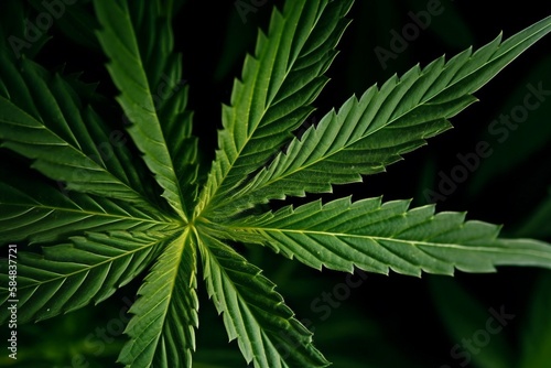 Cannabis plant leaf background closeup isolated -generative ai 