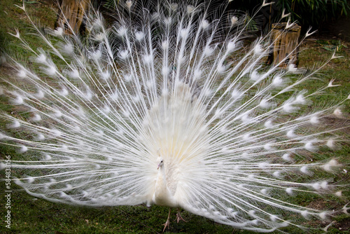 Impressive Displaying male white peacock Pavo cristatus. The Indian peafowl, common peafowl, and white peafowl, photo