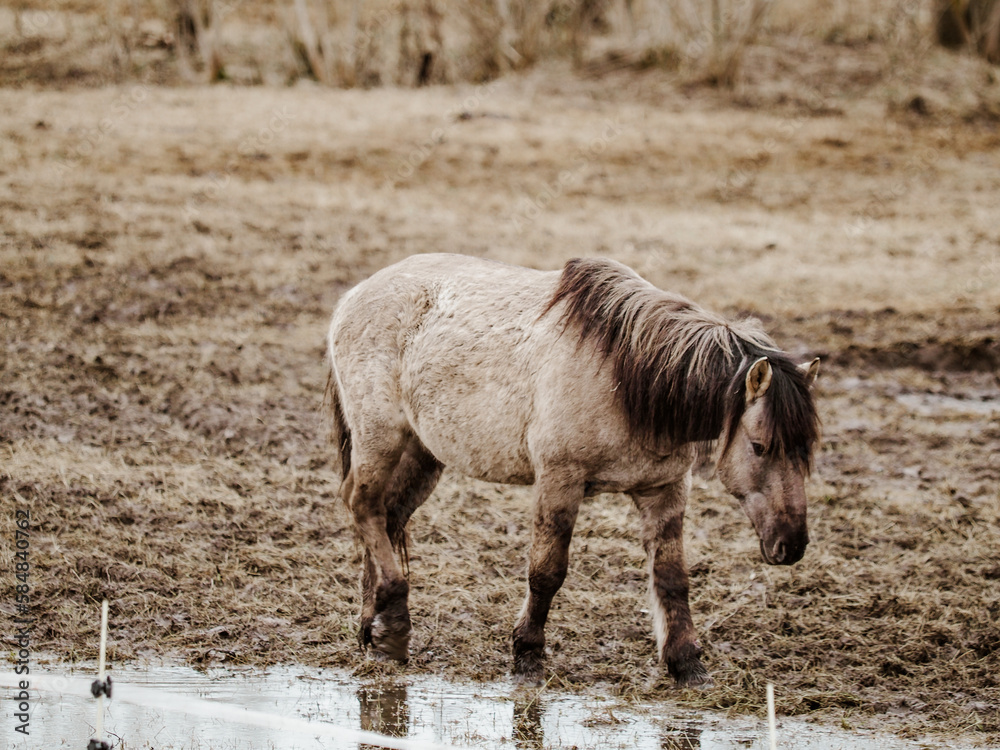 Fototapeta premium wild horses that live, graze and grow in the urban environment, meadow and island in the urban area