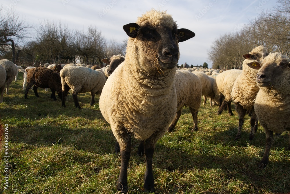 Obraz premium Herd of sheep in a meadow - one sheep looks at the observer with interest