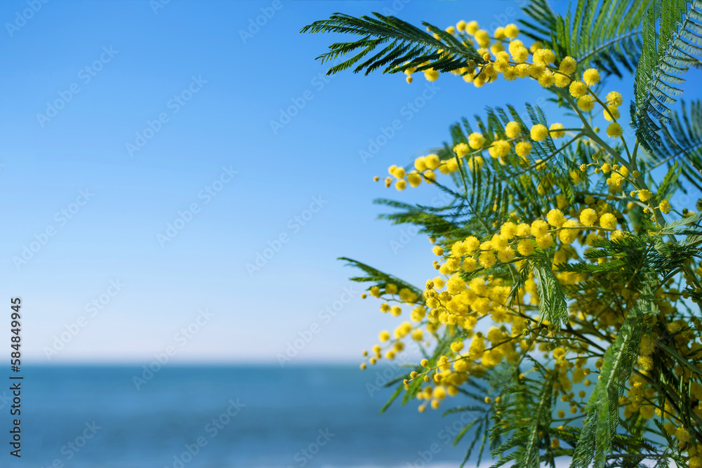 Branch with yellow flowers of mimosa (Acacia Dealbata) close-up against the blue sea, soft selective focus. Floral gentle spring background