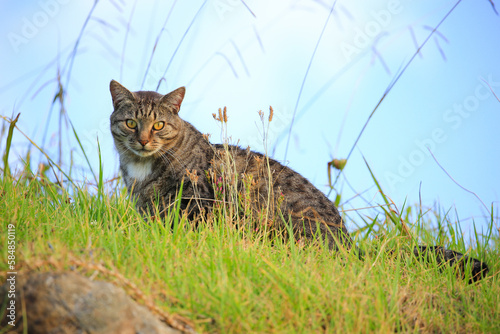 Feral cat in Omapere, on the south shore of the Hokianga harbour in the Northland Region, New Zealand.