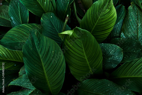 Closeup beautiful plant leaves background
