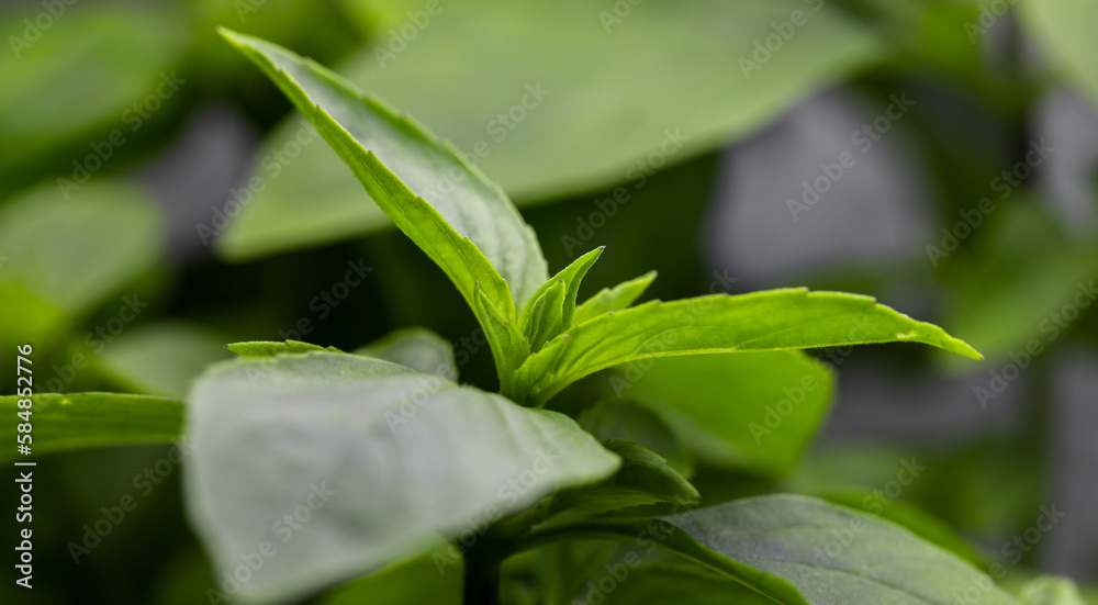 Organic growing Basil leaves close up macro Organic growing Basil leaves close up macro
