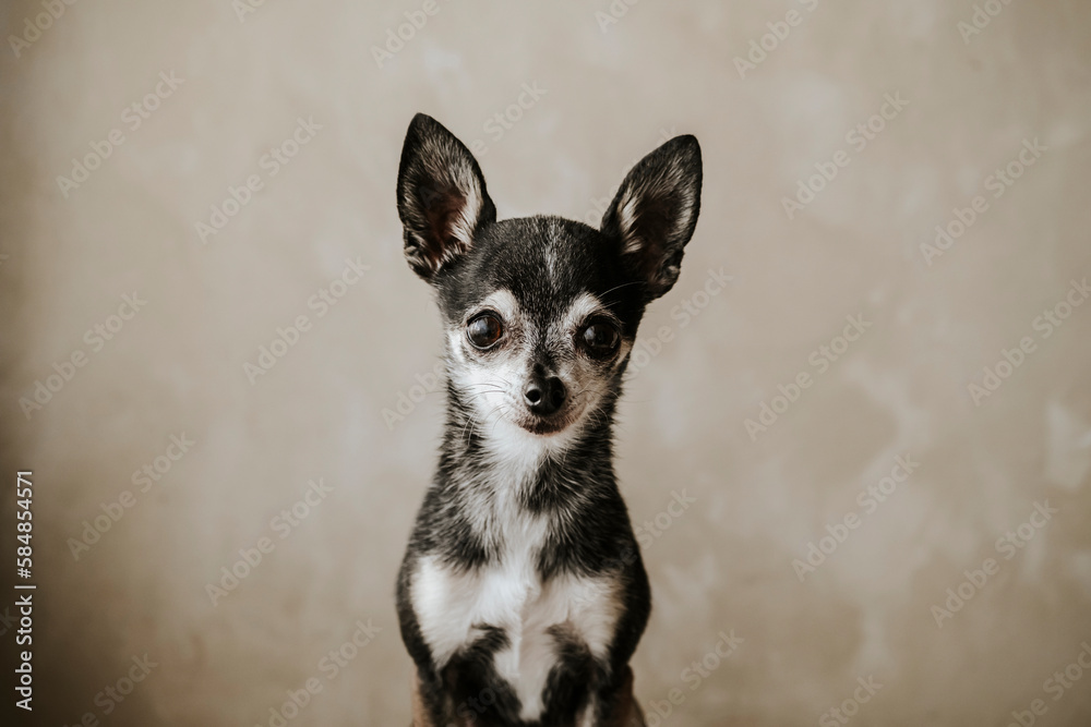 Chihuahua portrait Chihuahua portrait